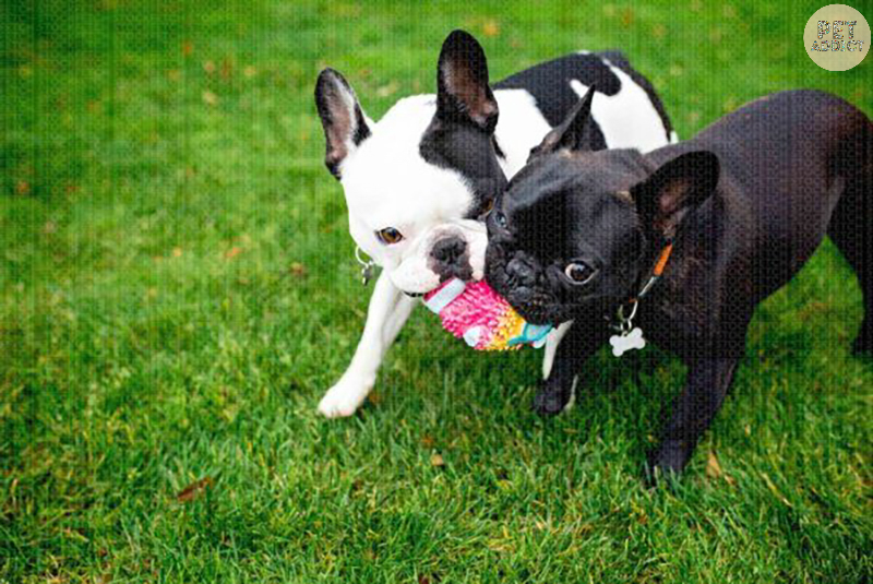 Exercises for French Bulldogs
