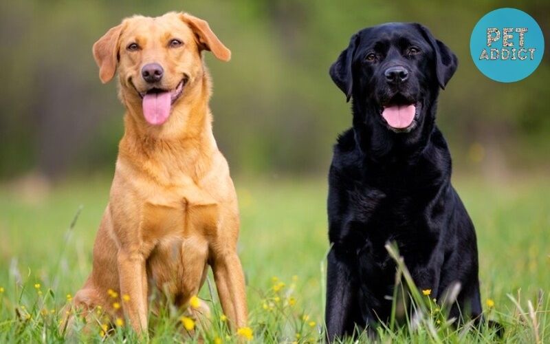 Origin of Labrador dogs
