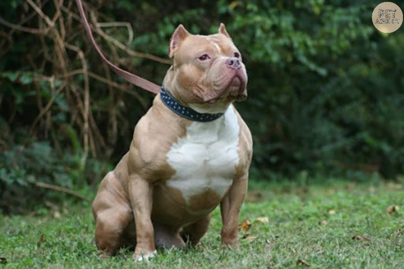 Pitbull dog nutrition and characteristics