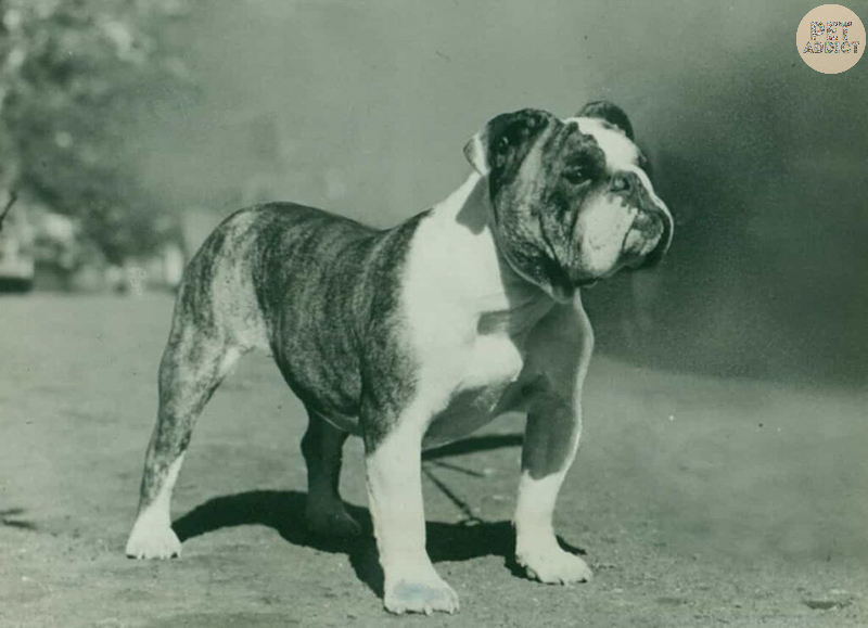 The Period After 1835 Bulldog