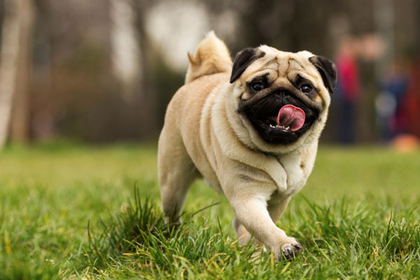 Pug dog – Origin, characteristics,  training