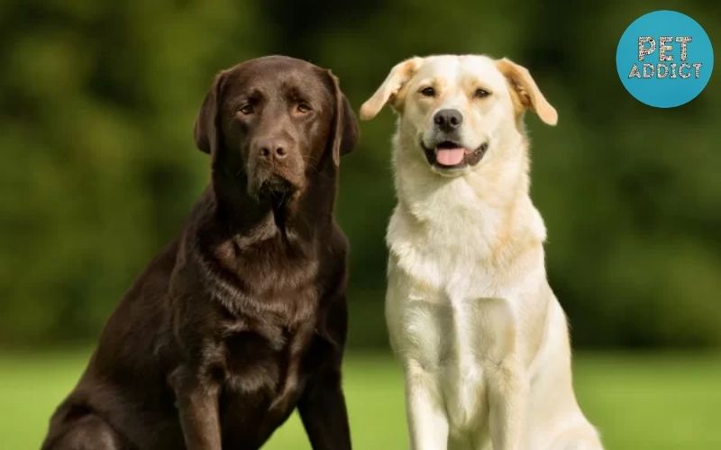 Labrador Dogs – Things To Know About Labrador Retriever