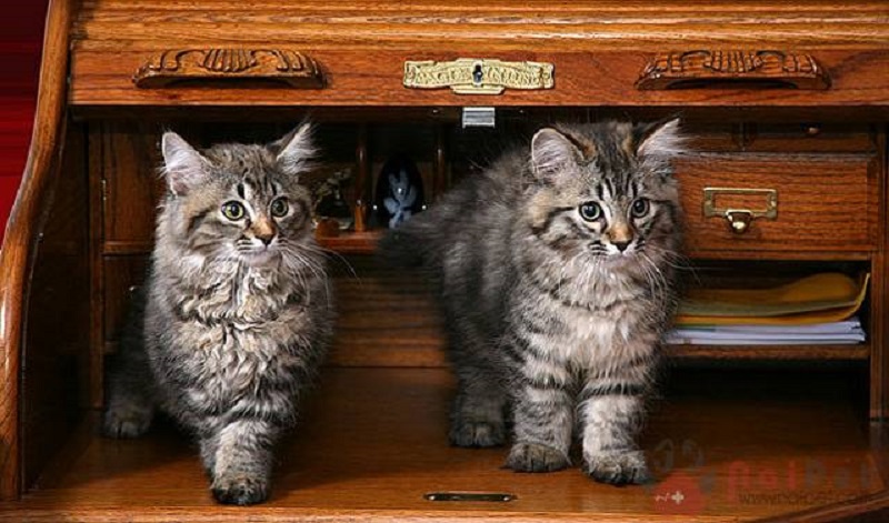 American-Bobtail-cat-the-smartest-cat-breed-in-the-world