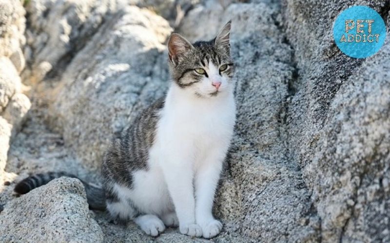 Characteristics of the Aegean Cat
