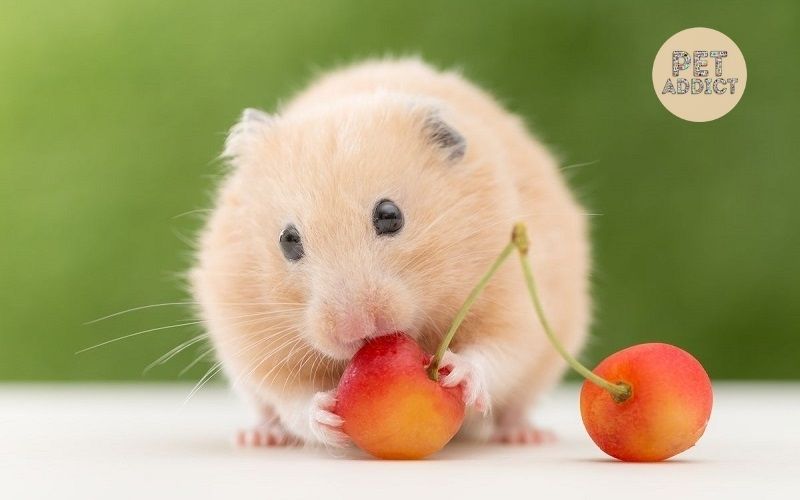 Hamsters-origin-characteristics-and-care