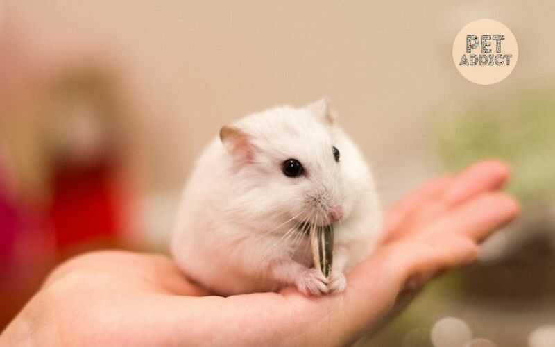 What to Know About Hamsters? – All About Hamsters