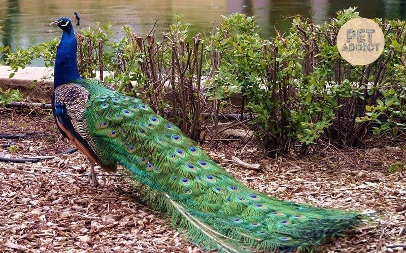 Indian-peacocks-interesting-facts-about-them-that-you-may-not-know