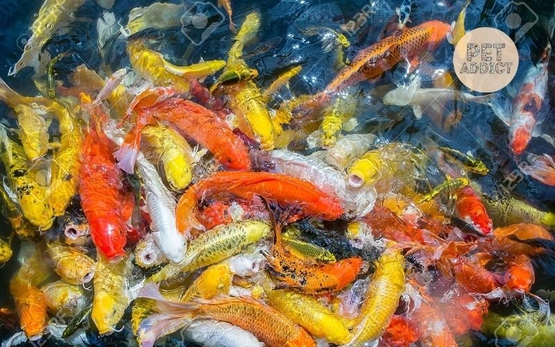 What is a Koi Fish? Interesting & Fun Facts About It