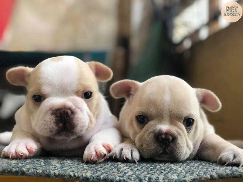 Raise French Bulldog puppies to grow up fast and healthy.