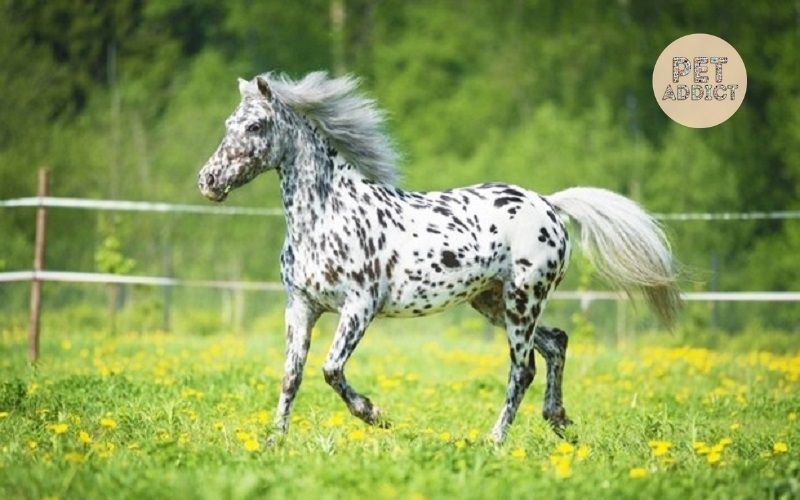 Appaloosa-Horse 