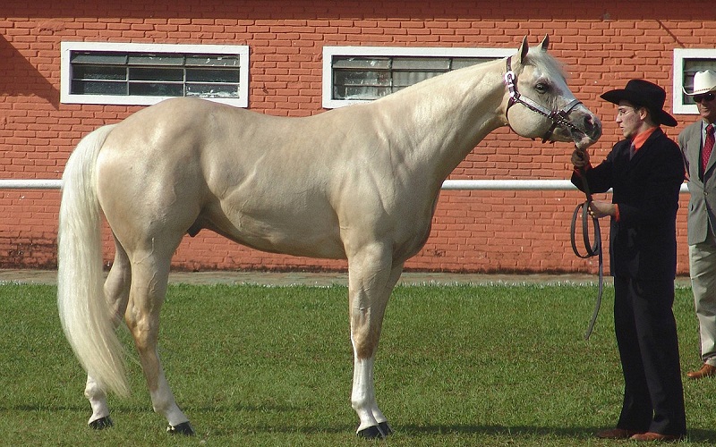 Top-10-best-horse-breeds-in-the-world
