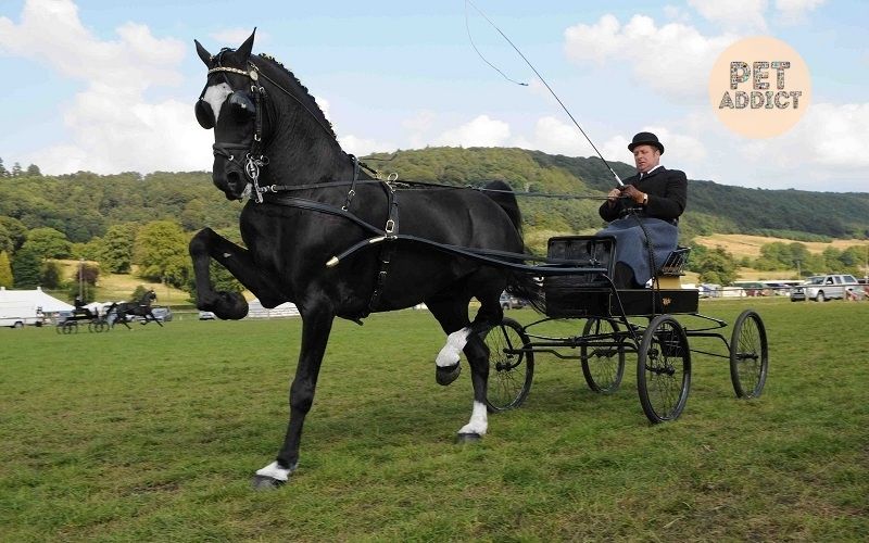 Top-10-best-horse-breeds-in-the-world
