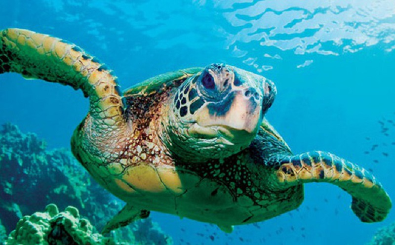Interesting-facts-about-sea-turtles