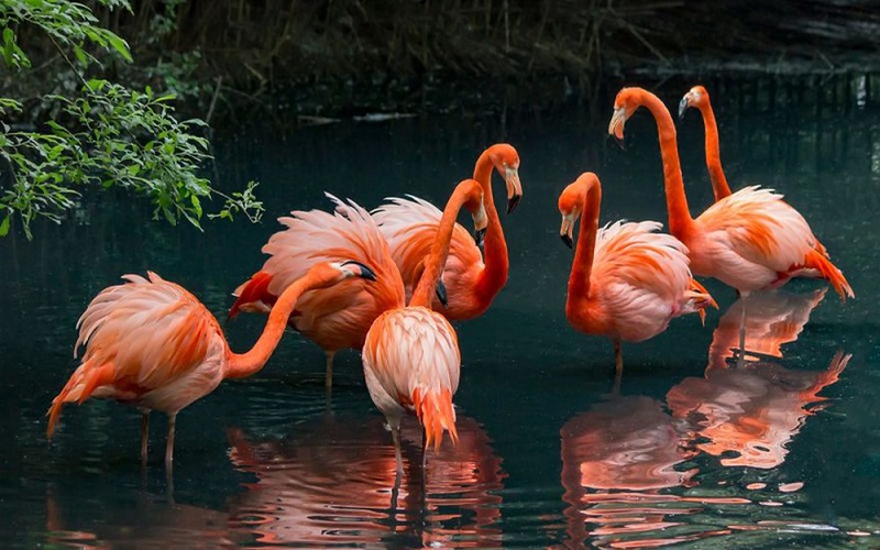 TOP 12 Fun Facts About Flamingos 2021