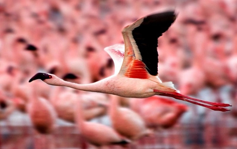 what-do-flamingos-eat