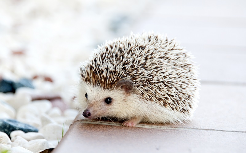 African Pygmy Hedgehog Care and Training Information