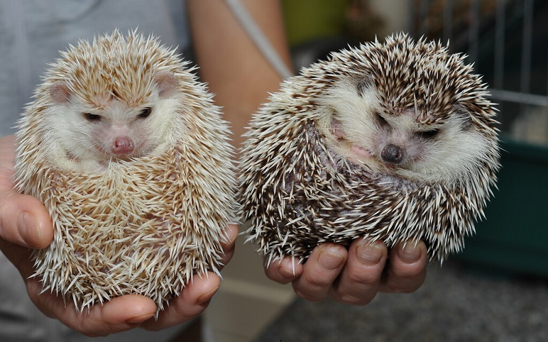 African Pygmy Hedgehog Care And Training Information Pet Addict