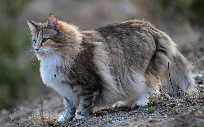 Norwegian-forest-cat-most-beautiful-Cat-Breeds