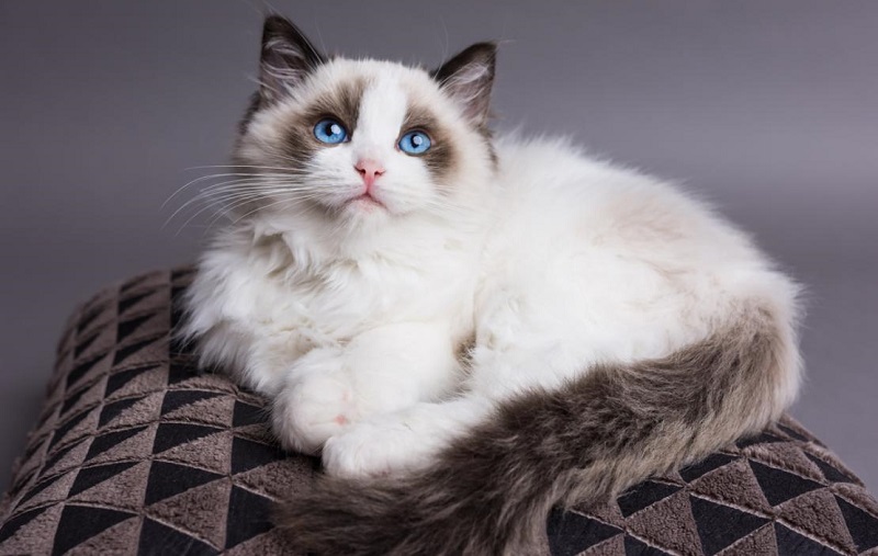 Ragdoll-cat-most-beautiful-Cat-Breeds
