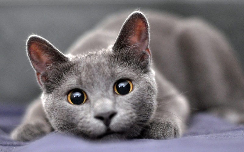 Russian-Blue-Cat-most-beautiful-Cat-Breeds