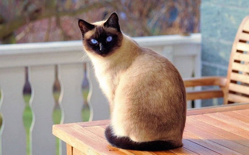 Siamese-cat-most-beautiful-Cat-Breeds