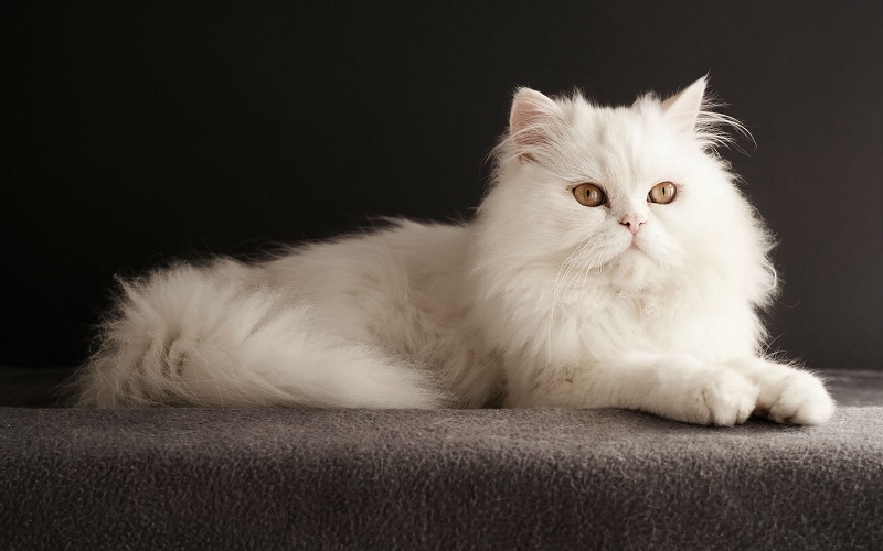 Top 25 Most Beautiful Cat Breeds In The World