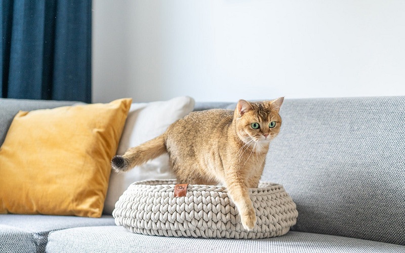 The 10 Best Cat Beds 2023 – Reviews & Top Picks