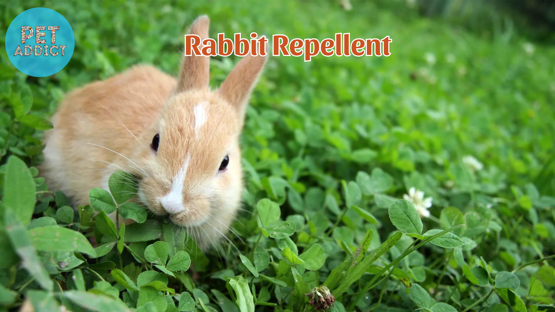 Rabbit Repellent: Effective Solutions for Rabbit Control