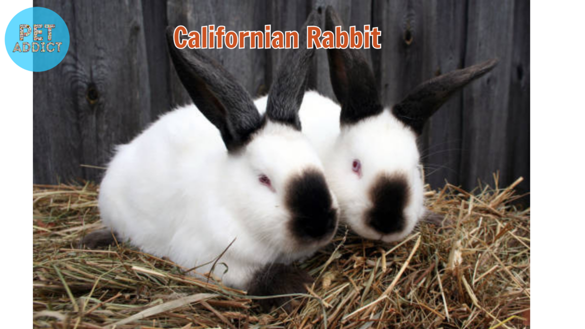 Californian Rabbit: A Comprehensive Guide to the Breed