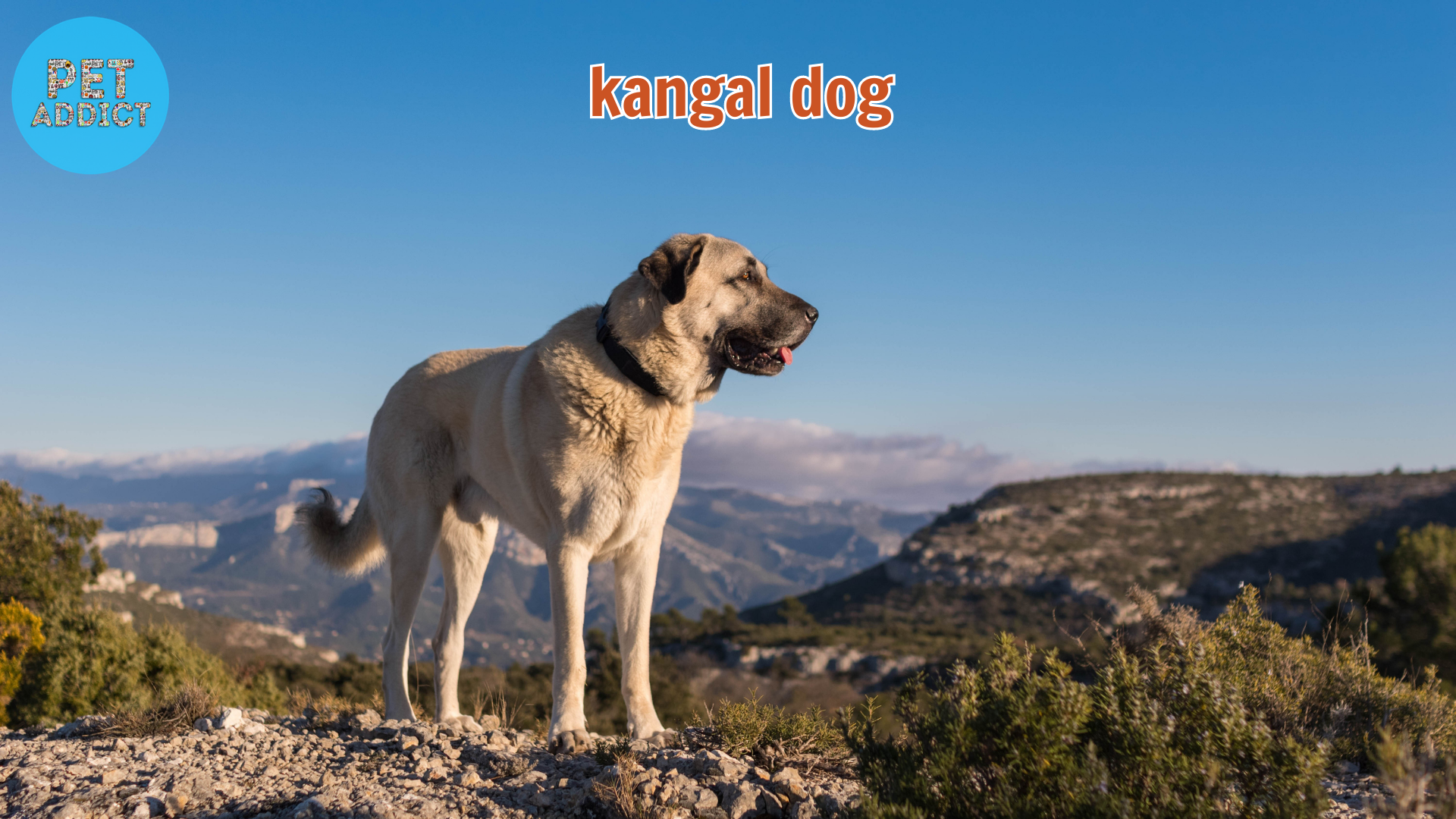 Kangal Dog: A Faithful Guardian with Remarkable Qualities