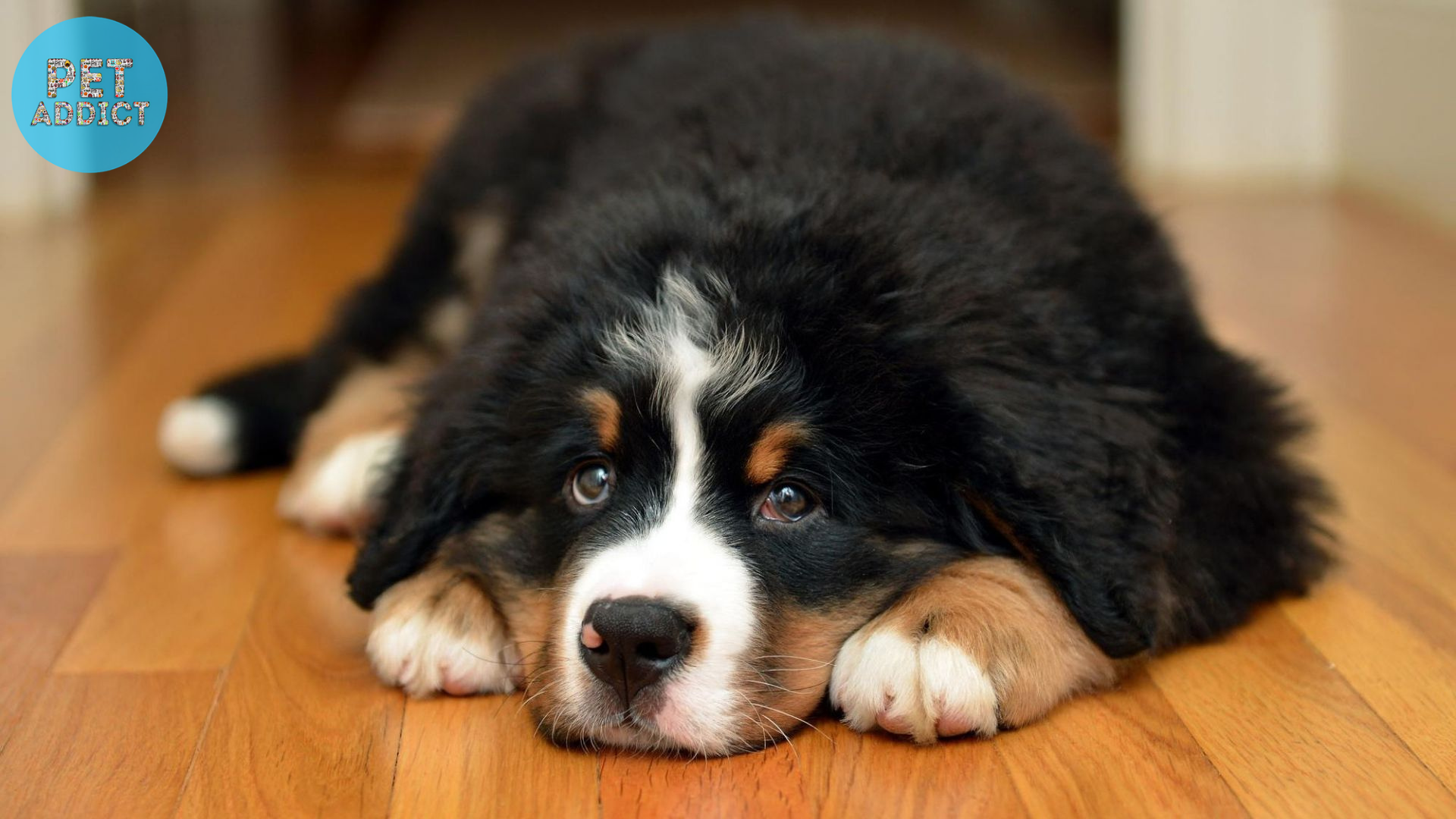 Caring for a Bernese Mountain Dog Puppy