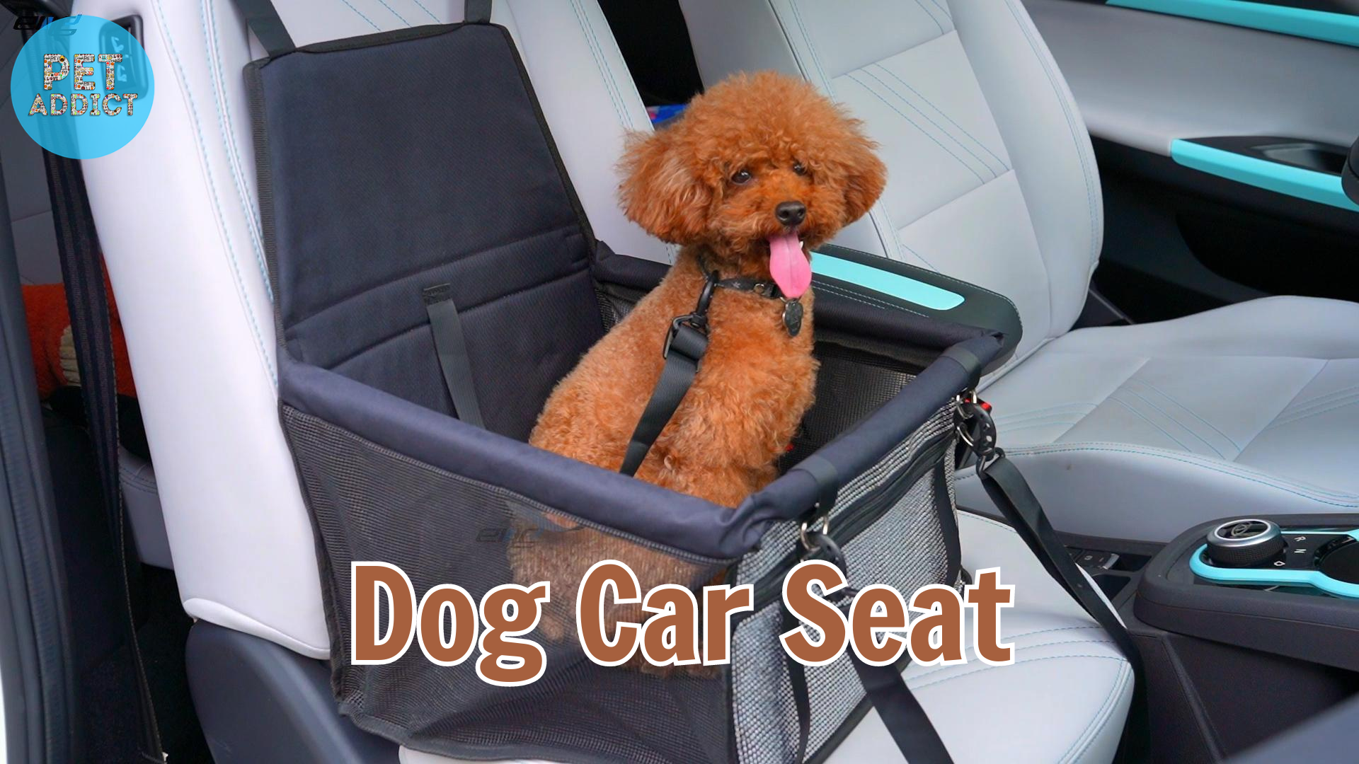 Dog Car Seat: Safety and Comfort for Your Canine Companion
