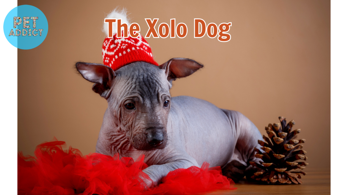 The Xolo Dog – A Unique Breed with a Rich History