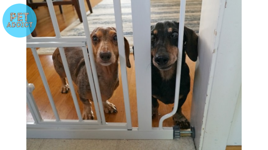 Factors to Consider When Choosing a Dog Gate