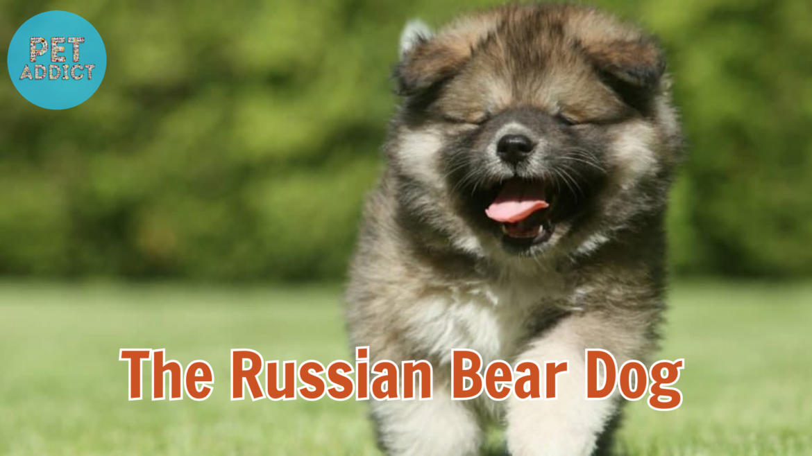 Russian Bear Dog – A Powerful and Loyal Guardian