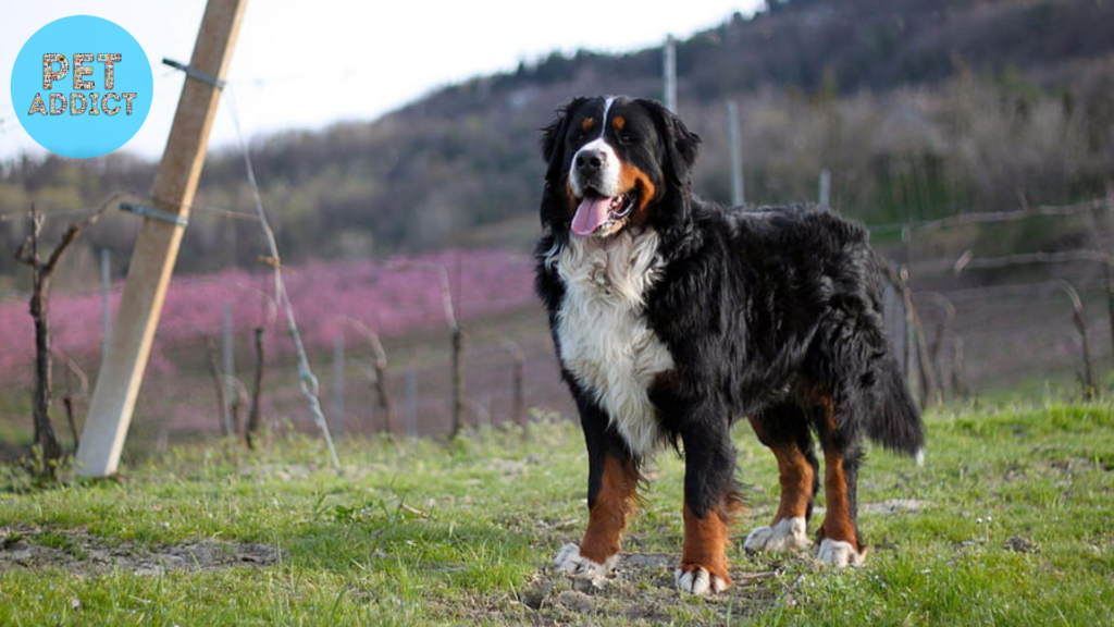 Choosing the Right Breeder Greater Swiss Mountain Dog