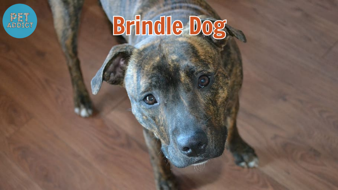 Brindle Dog: A Unique and Beautiful Canine Coat Pattern