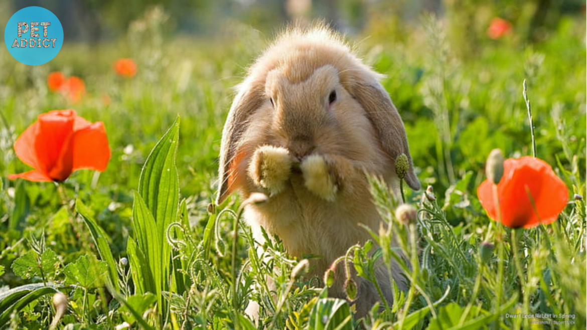 Dwarf Rabbit: The Adorable Pet with a Big Personality