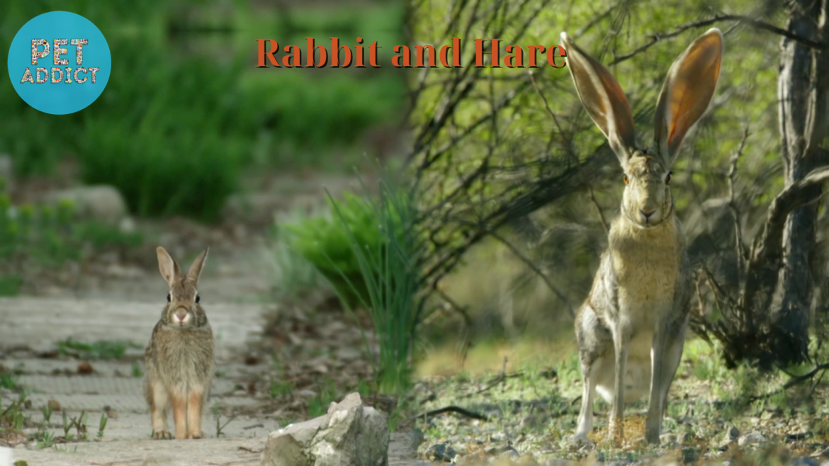 Hare vs Rabbit: Exploring the Differences and Similarities