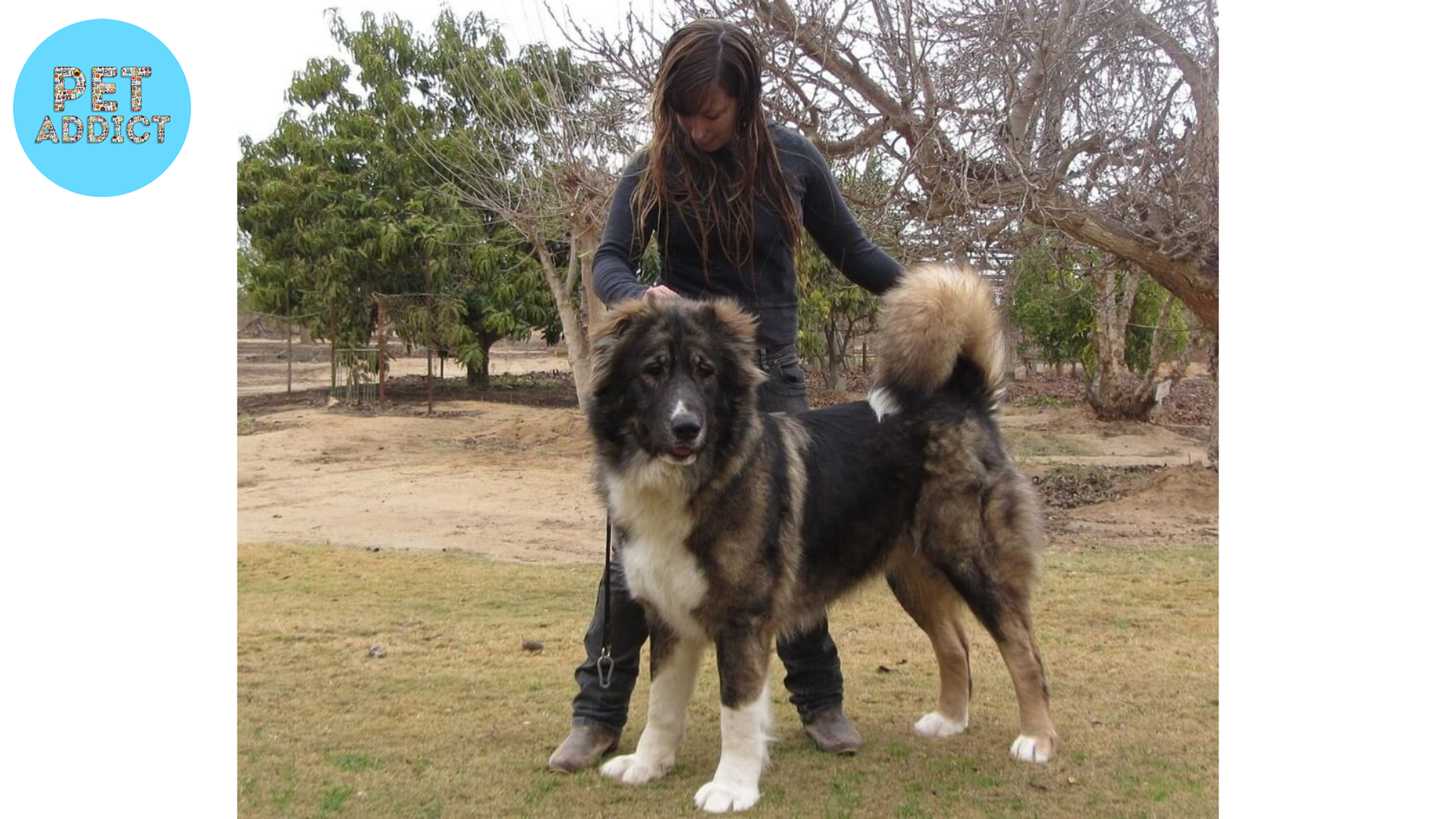 Pros and Cons of Owning a Russian Bear Dog