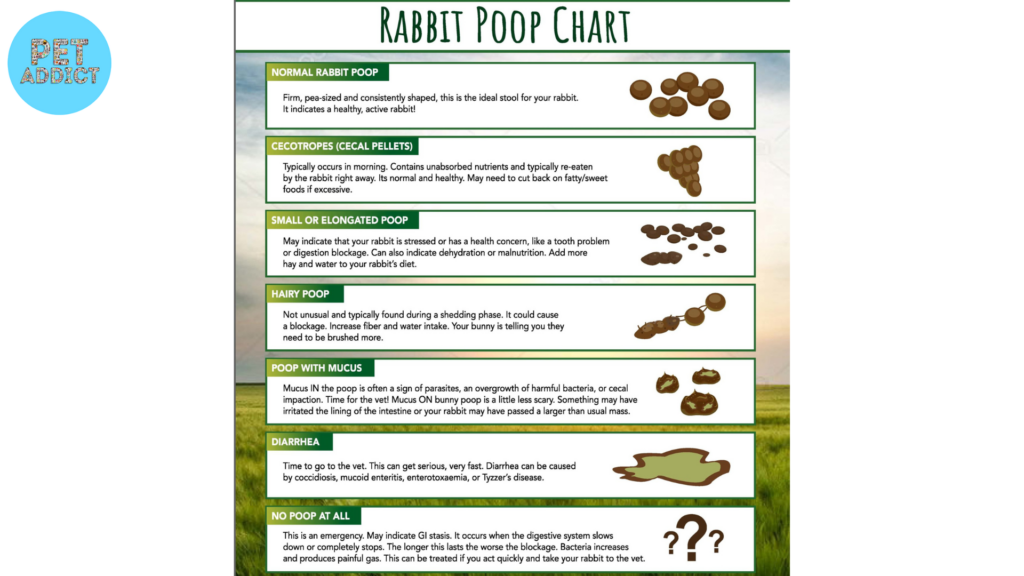 Significance of Rabbit Poop