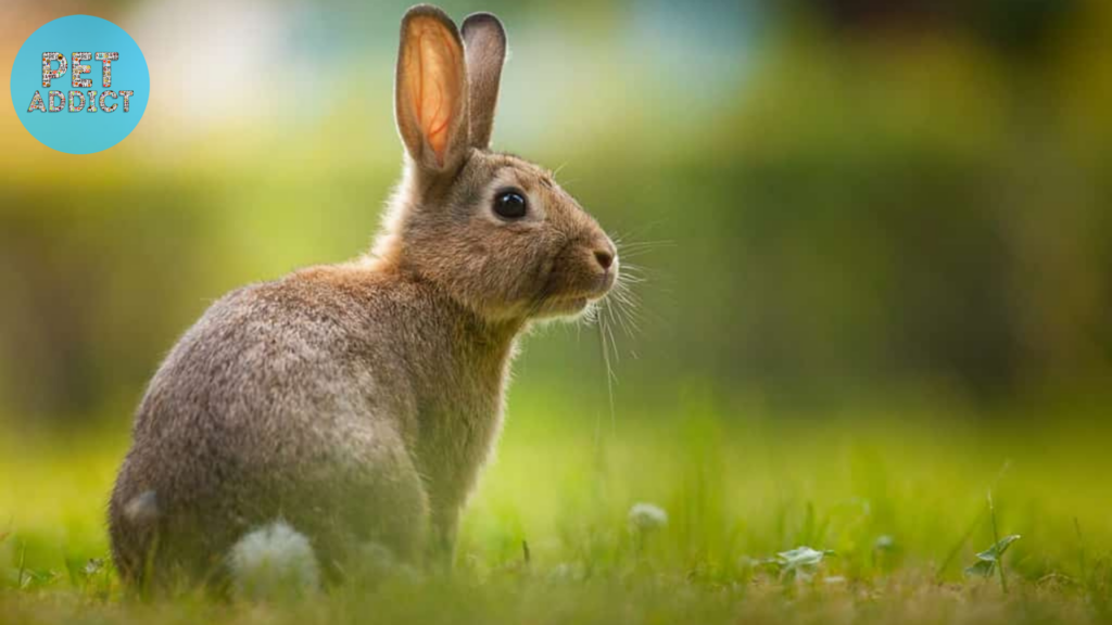 Additional Strategies for Rabbit Control