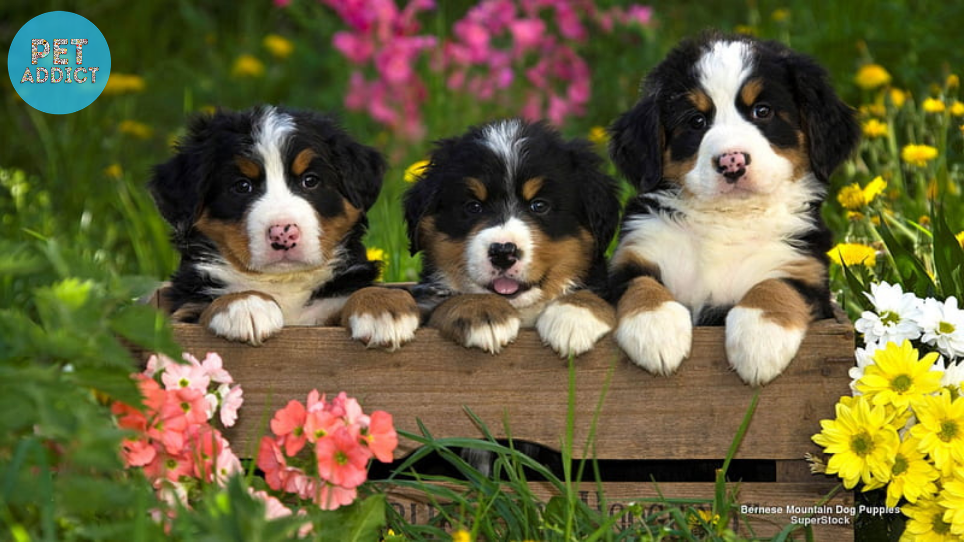 Temperament and Personality Traits of Bernese Mountain Dog Puppies