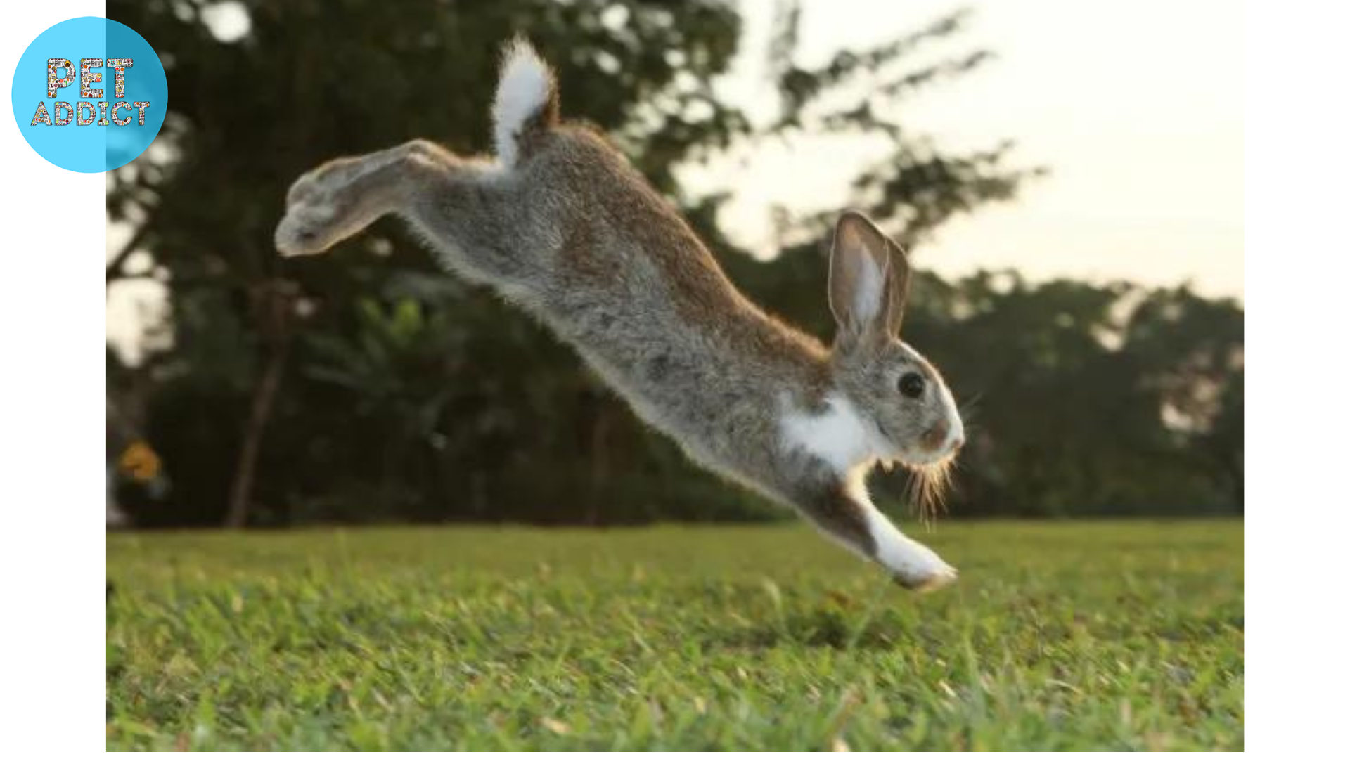 Benefits of Exercise for Rabbits