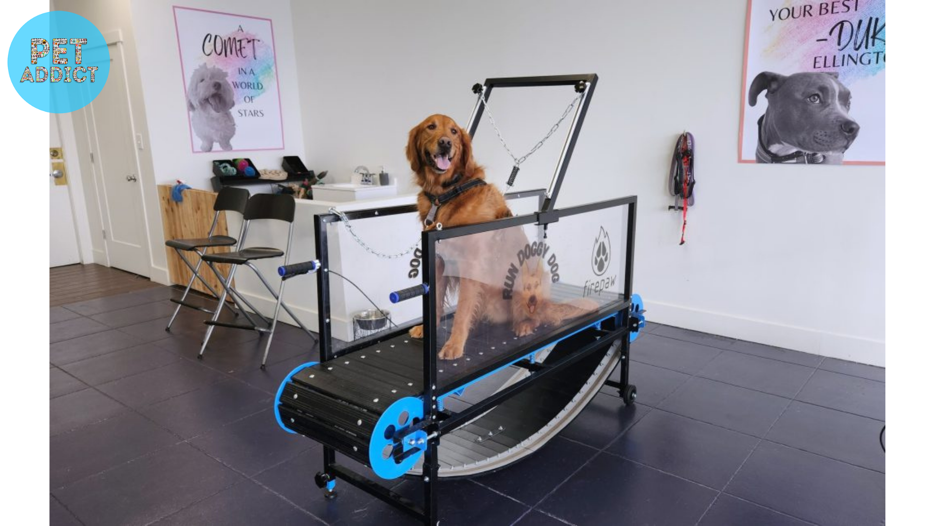 Introducing Your Dog to the Treadmill