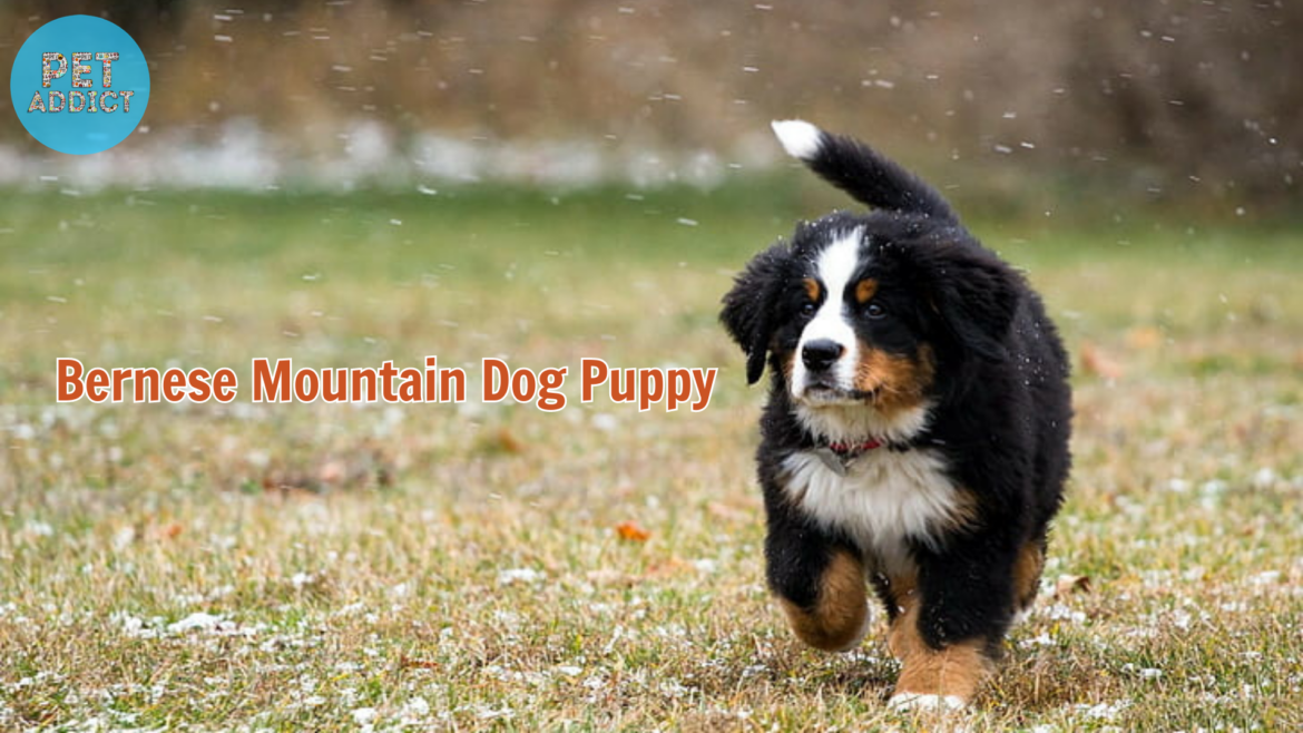 Introduction to Bernese Mountain Dog Puppies