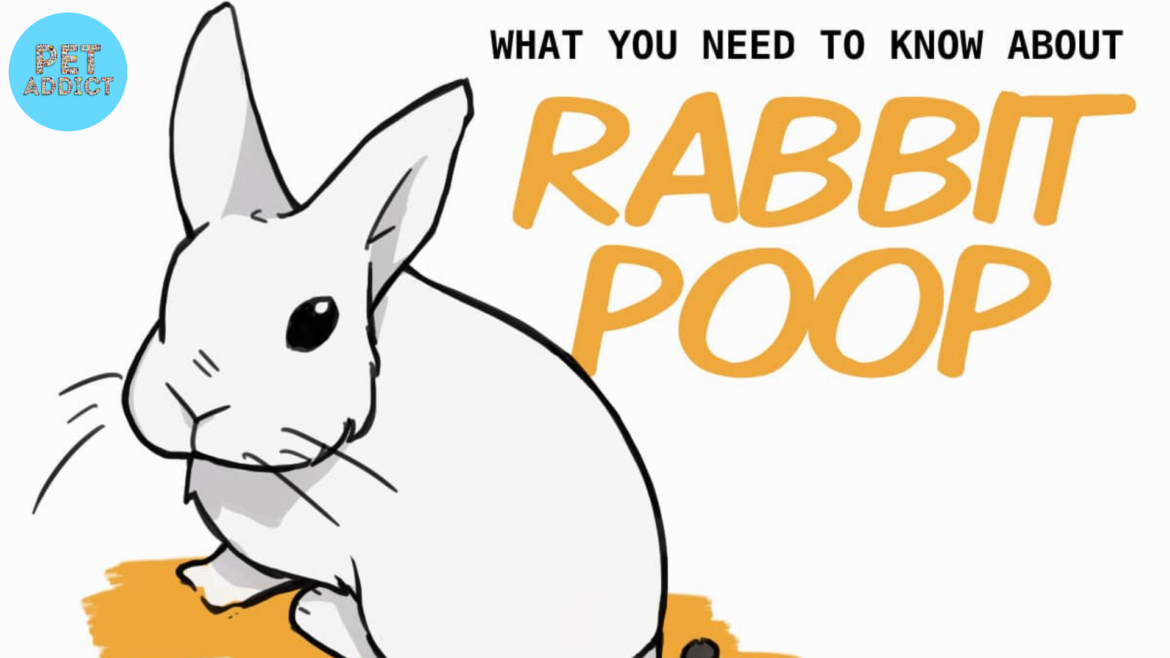 Rabbit Poop: Understanding Its Types, Importance, and Uses
