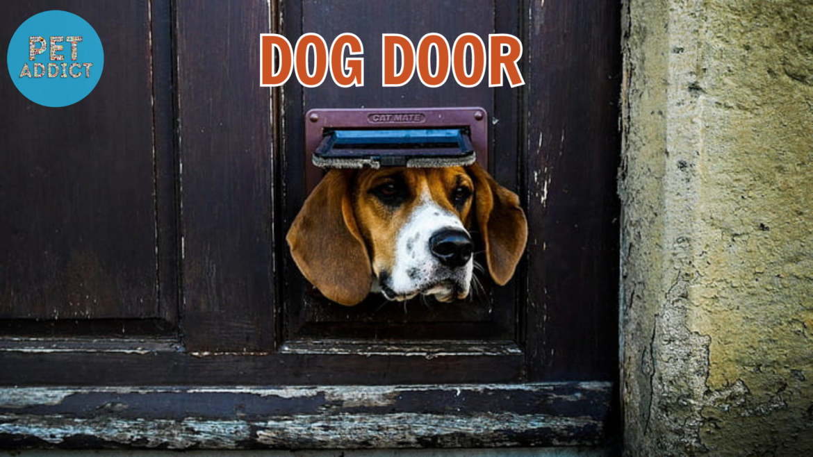 Dog Door – The Ultimate Guide for Pet Owners