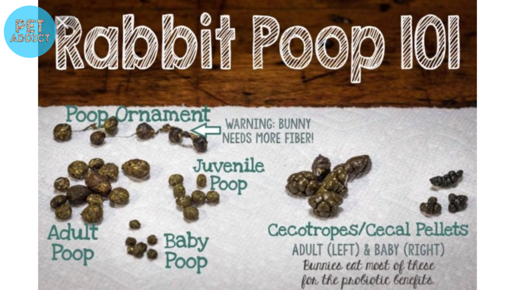 Types of Rabbit Poop