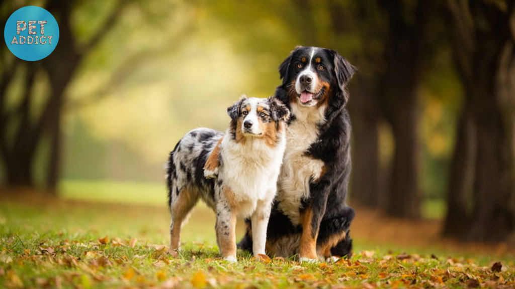 Training and Socializing a Bernese Mountain Dog Puppy